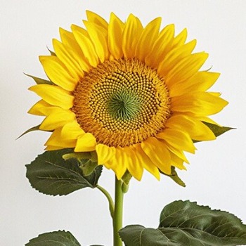 Medium Green-Center Sunflower · Yellow & Gold