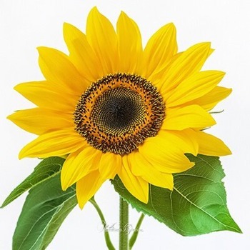 Mini Dark-Center Sunflower · Yellow & Gold