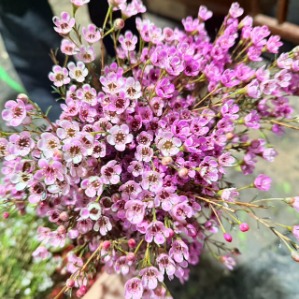 Absorption-Dyed Blush Pink Waxflower · Pink & Blush