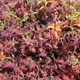 Absorption-Dyed Crimson Pittosporum Foliage · Red