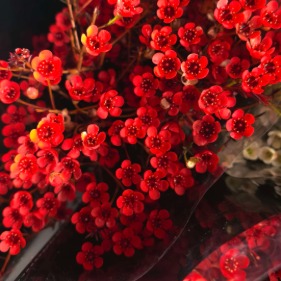 Absorption-Dyed Crimson Red Waxflower · Red