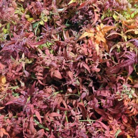 Absorption-Dyed Red Pittosporum Foliage · Red