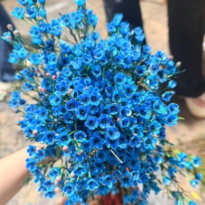 Absorption-Dyed Sky-Blue Waxflower · Blue