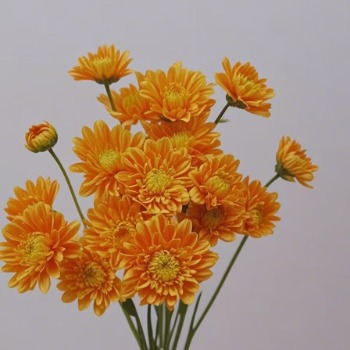 Artisan Tangerine-Orange Tinted Spray Chrysanthemum · Orange & Coral