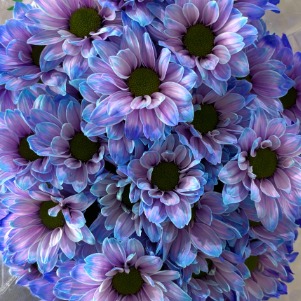 Aurora Purple Tinted Spray Chrysanthemum · Purple & Lavender