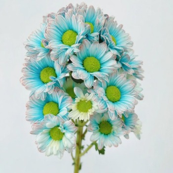 Blue & White Porcelain Tinted Spray Chrysanthemum · Blue