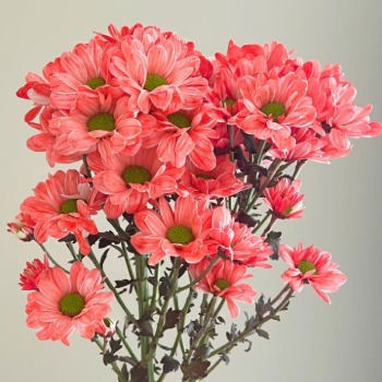 Carmine Rouge Tinted Spray Chrysanthemum · Red