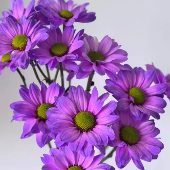 Classic Violet-Purple Tinted Spray Chrysanthemum · Purple & Lavender