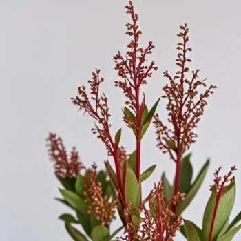 Color-Tinted Red Hawthorn Berry Branches · Red