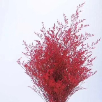 Crimson Red Tinted Caspia / Misty Limonium · Red