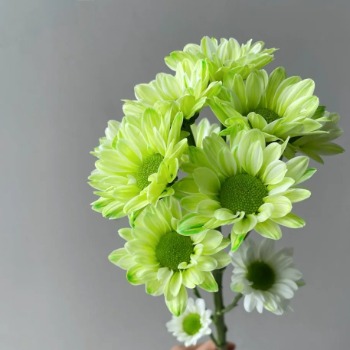 Crisp Apple-Green Tinted Spray Chrysanthemum · Green & Foliage