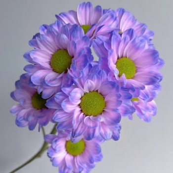 Dreamy Purple Pastel Violet Tinted Spray Mum · Purple & Lavender