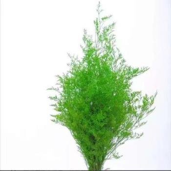 Emerald Green Tinted Caspia / Misty Limonium · Green & Foliage
