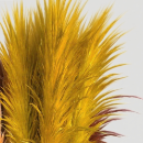 Fresh-Cut Golden-Yellow Tinted Reed Plumes · Yellow & Gold
