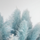 Fresh-Cut Pastel Ice-Blue Tinted Reed Plumes · Blue