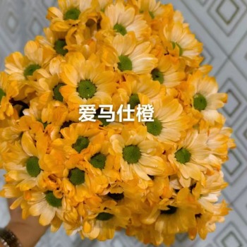 Hermes Orange Tinted Spray Chrysanthemum · Orange & Coral