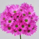 Hot Magenta-Rose Tinted Spray Chrysanthemum · Pink & Blush
