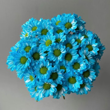 Royal Sapphire-Blue Tinted Spray Chrysanthemum · Blue