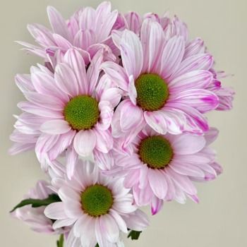 Sakura Pink Tinted Spray Chrysanthemum · Pink & Blush