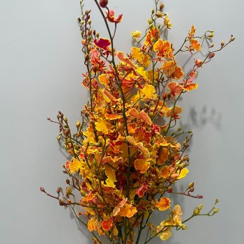 Tinted Lemon-Yellow & Orange-Lip Oncidium Orchid · Yellow & Gold