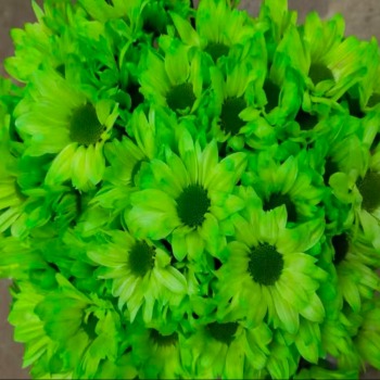 Toyoshima Apple-Green Tinted Spray Chrysanthemum · Green & Foliage