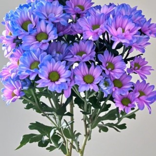 Toyoshima Aurora Purple Tinted Spray Chrysanthemum · Purple & Lavender