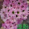Toyoshima Baby-Blush Tinted Spray Chrysanthemum · Pink & Blush