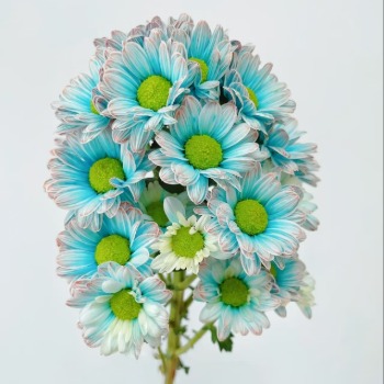 Toyoshima Blue & White Porcelain Tinted Spray Mum · Blue