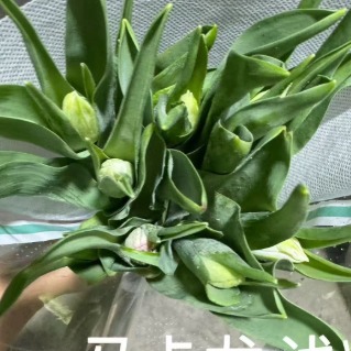 海盛郁金香·马卡龙 · 白色与奶油系