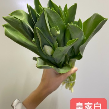 海盛郁金香·皇家白 · 白色与奶油系