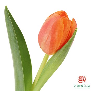 方德郁金香·密橙 · 橙色与珊瑚系