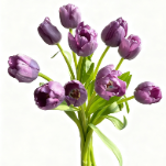 Van den Bos Misty Smoky Mauve-Lavender Tulip · Purple & Lavender