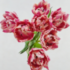 Van den Bos Strawberry Muffin Double Peony Tulip · Pink & Blush