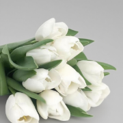 Van den Bos White Rabbit Creamy Milk-White Tulip · White & Cream