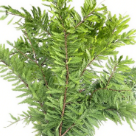 Bald Cypress / Feather-Leaf Taxodium Branches · Green & Foliage