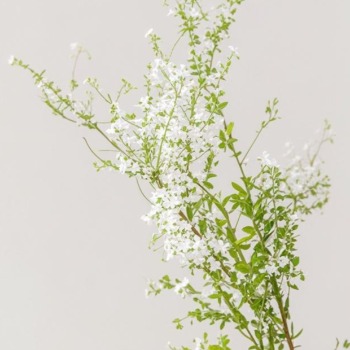 Blooming White Spirea / Snow Willow Branches · White & Cream