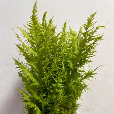 Brake Fern / Ribbon Fern Foliage · Green & Foliage