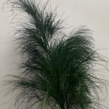 Casuarina / Australian Pine Needle Branches · Green & Foliage