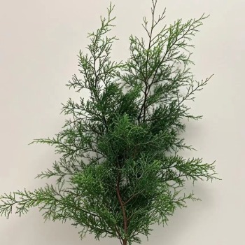 Chinese Juniper / Sabina Cypress Branches · Green & Foliage