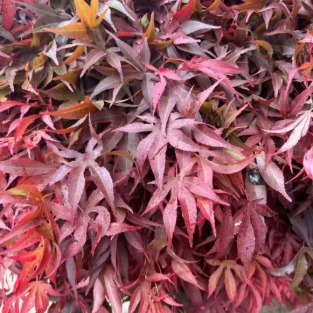 Crimson Five-Lobed Maple Branches · Red