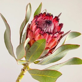 Crimson Queen Protea / Red Mink Protea · Red