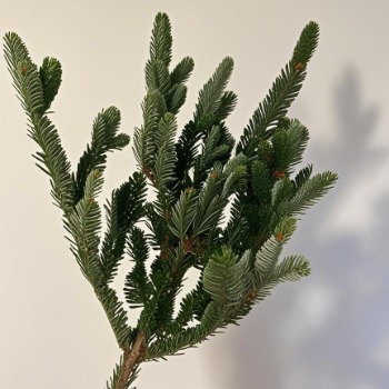 Fresh Noble Fir Branches · Green & Foliage