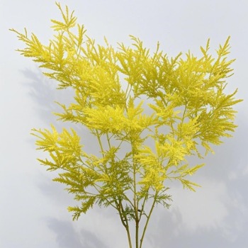 Golden Yellow Melaleuca / Tea Tree Foliage · Yellow & Gold