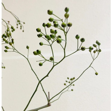 Green Smilax / China Briar Vine Branches · Green & Foliage
