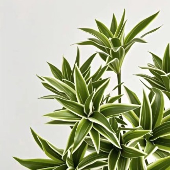 Green Song of Jamaica / Dracaena Reflexa Stems · Green & Foliage