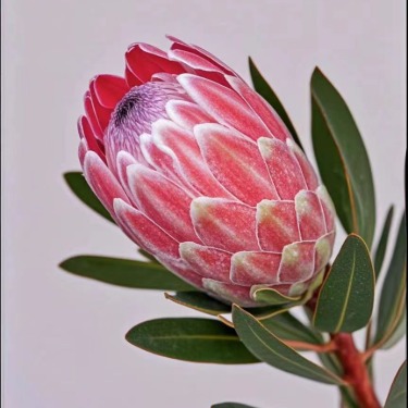 Ice Pink Queen Protea / Mink Protea · Pink & Blush