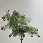 Japanese Cedar Branches with Cones · Green & Foliage