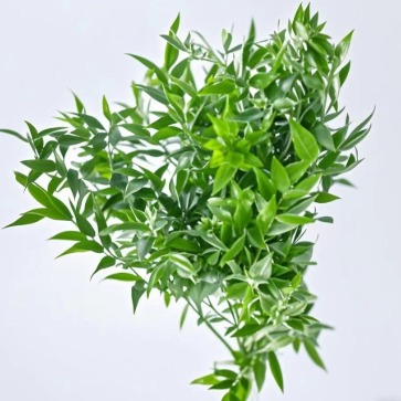 Japanese Rohdea / Evergreen Lily-of-the-Valley Foliage · Green & Foliage