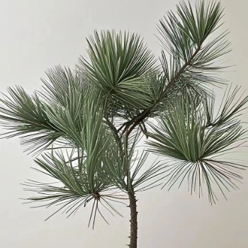 Japanese White Pine / Five-Needle Pine Branches · Green & Foliage