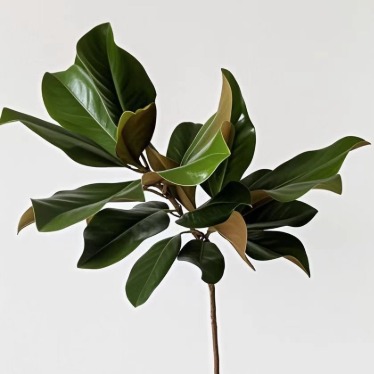 Magnolia Foliage Branches · Green & Foliage